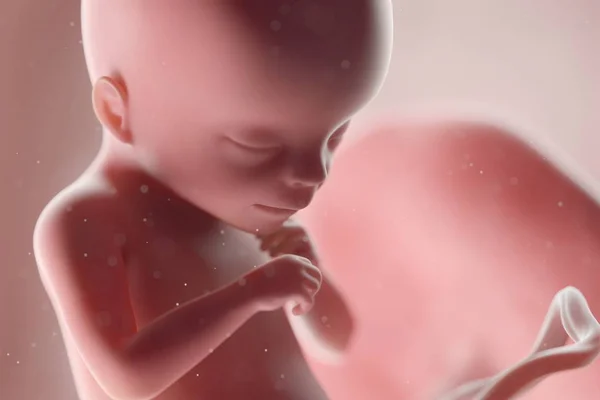 Realistic Human Fetus Week Computer Illustration — 스톡 사진