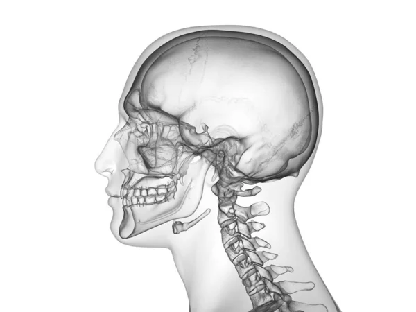 Abstract Male Silhouette Visible Human Skull Side View Computer Illustration — Stockfoto
