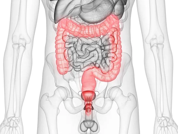 Transparent Male Silhouette Visible Large Intestine Computer Illustration — 스톡 사진