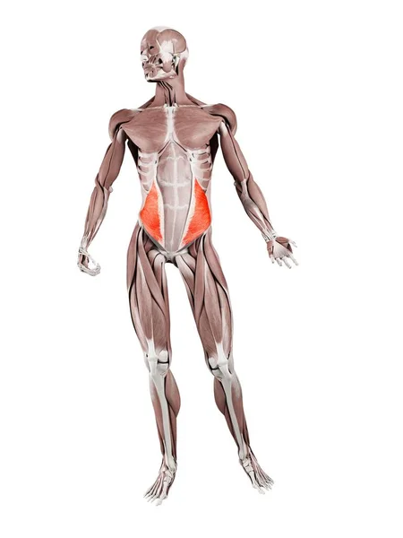 Figura Física Masculina Con Músculo Oblicuo Interno Detallado Ilustración Digital —  Fotos de Stock