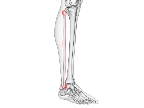 Fibula Ósea Esqueleto Del Cuerpo Humano Ilustración Por Ordenador — Foto de Stock