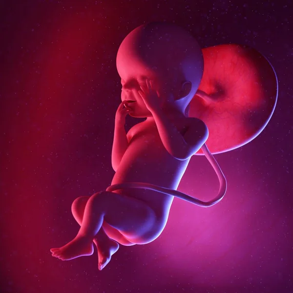 Menselijke Foetus Week Veelkleurige Digitale Illustratie — Stockfoto