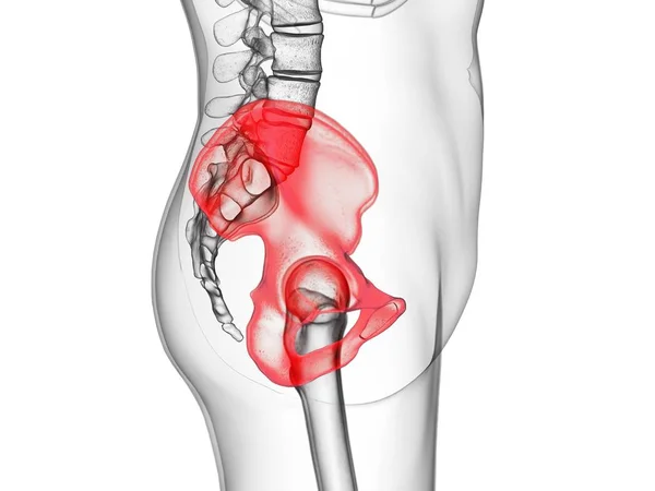 Ilium Bone Skeleton Human Body Computer Illustration — 图库照片