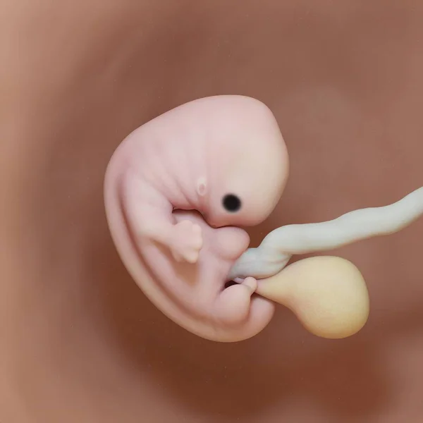 Human Fetus Week Realistic Digital Illustration — Stock Photo, Image
