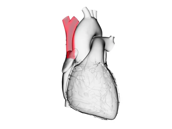 Corazón Humano Con Vena Cava Superior Color Ilustración Por Computadora —  Fotos de Stock