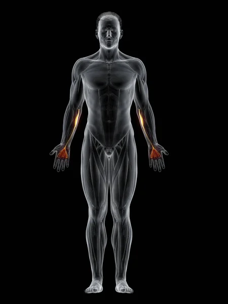 Cuerpo Masculino Abstracto Con Músculo Palmaris Longus Detallado Ilustración Por — Foto de Stock