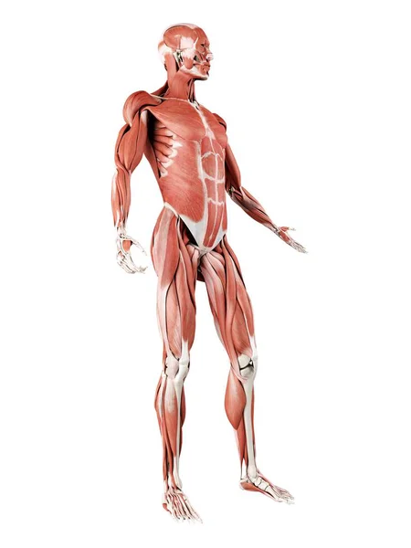 Male Musculature Full Length Digital Illustration Isolated White Background — Stockfoto