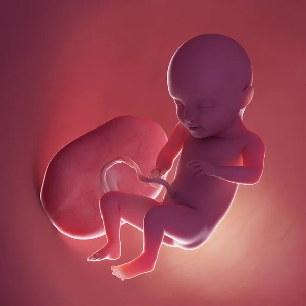 Realistic Human Fetus Week Computer Illustration — Stock Photo, Image