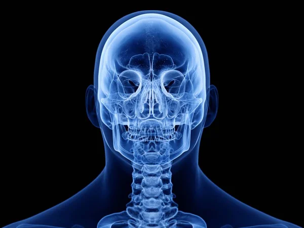 Abstract Male Silhouette Visible Human Skull Front View Computer Illustration — ストック写真