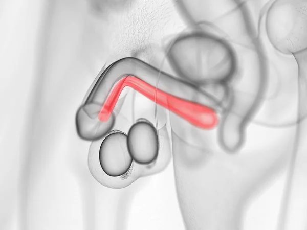 Anatomiczne Męskie Ciało Kolorowym Korpusem Gąbczastym Ilustracja Komputera — Zdjęcie stockowe