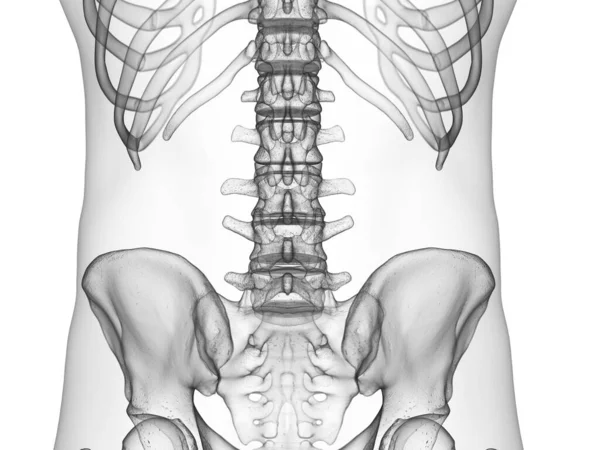 Silhueta Masculina Abstrata Com Coluna Lombar Visível Ilustração Computadorizada — Fotografia de Stock