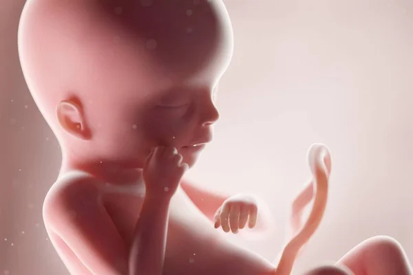 Realistic Human Fetus Week Computer Illustration — Stock Photo, Image