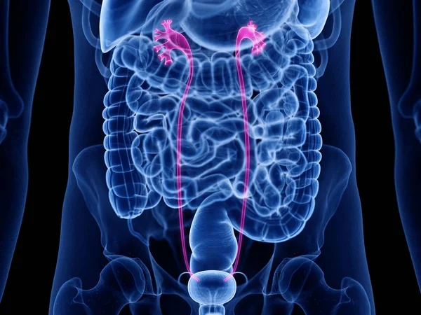 Cuerpo Masculino Anatómico Con Uréter Color Ilustración Por Computadora — Foto de Stock