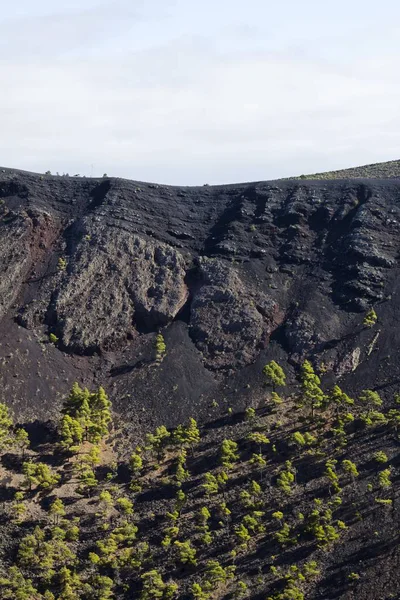 Pins Canariens Poussant Dans Cratère Volcanique Dans Les Montagnes Rocheuses — Photo