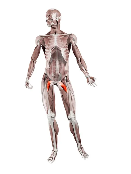 Physical Male Figure Detailed Pectineus Muscle Digital Illustration — ストック写真