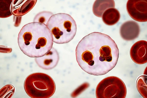Protozoários Plasmodium Falciparum Agente Causador Malária Tropical Nos Glóbulos Vermelhos — Fotografia de Stock