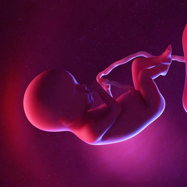 Ανθρώπινο Έμβρυο Την 20Η Εβδομάδα Πολύχρωμη Ψηφιακή Απεικόνιση — Φωτογραφία Αρχείου