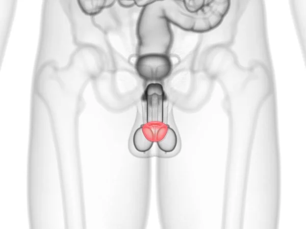 Abstract Male Figure Showing Colored Glans Penis Computer Illustration — ストック写真