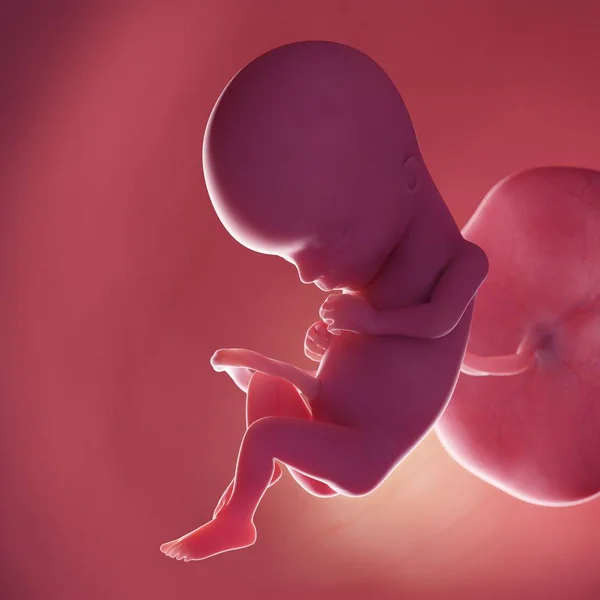 第15周的人类胎儿 现实的数字图像 — 图库照片