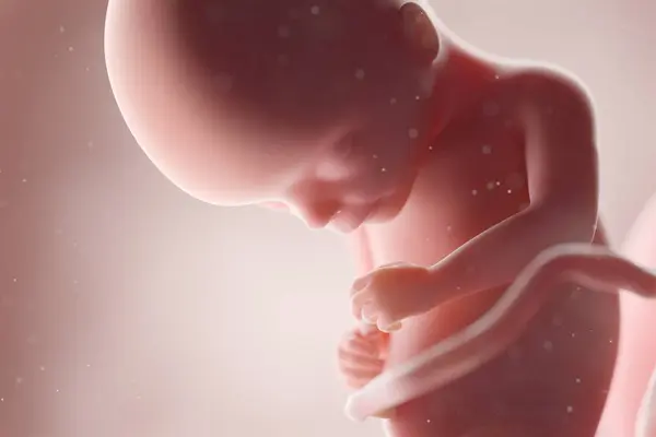 第17周现实的人类胎儿 计算机图解 — 图库照片