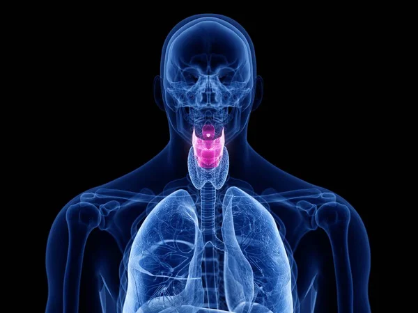 Transparent Male Silhouette Colored Larynx Computer Illustration — ストック写真