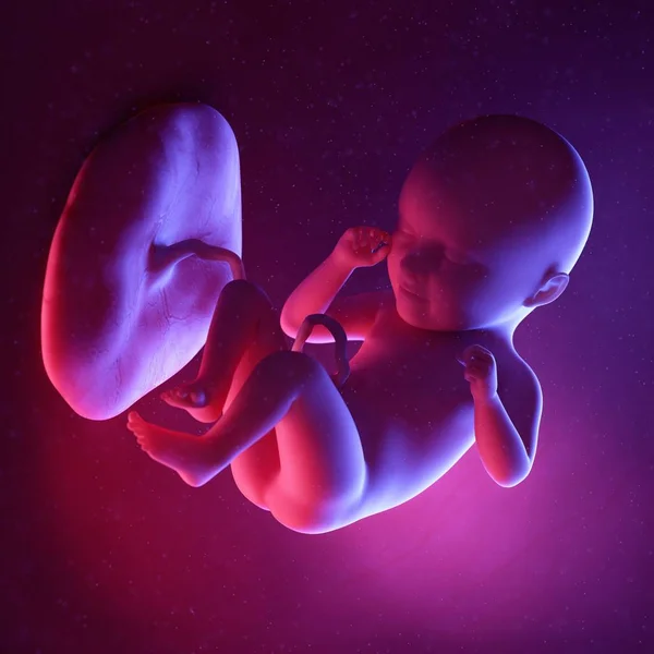Foetus Humain Semaine Illustration Numérique Multicolore — Photo