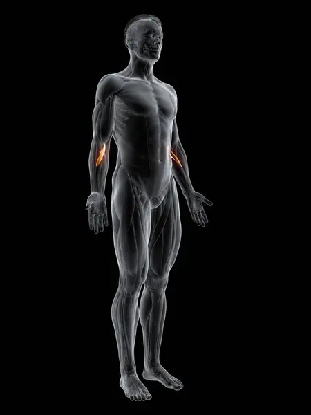 Figura Masculina Abstracta Con Músculo Pronator Teres Detallado Ilustración Digital — Foto de Stock