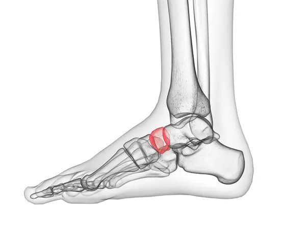 Hueso Navicular Detallado Cuerpo Humano Ilustración Por Ordenador —  Fotos de Stock