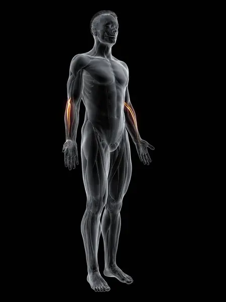 Abstract Male Figure Detailed Extensor Carpi Radialis Longus Muscle Computer — Stock Photo, Image