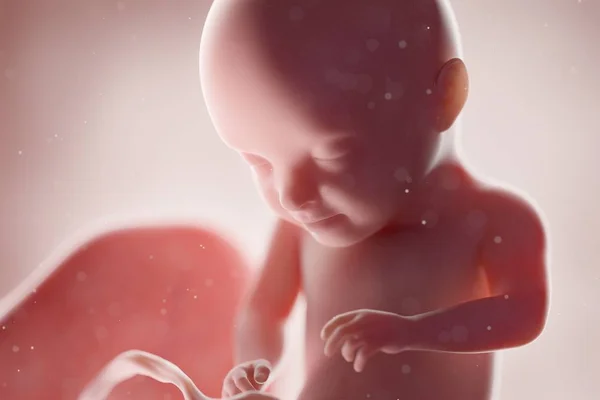 Realistic Human Fetus Week Computer Illustration — 스톡 사진