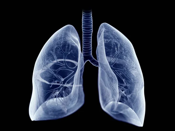 Pulmones Humanos Ilustración Por Computadora — Foto de Stock