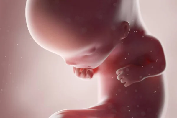 Realistic Human Fetus Week Computer Illustration — 스톡 사진