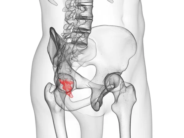 Male Skeleton Part Visible Coccyx Computer Illustration — Stock Photo, Image