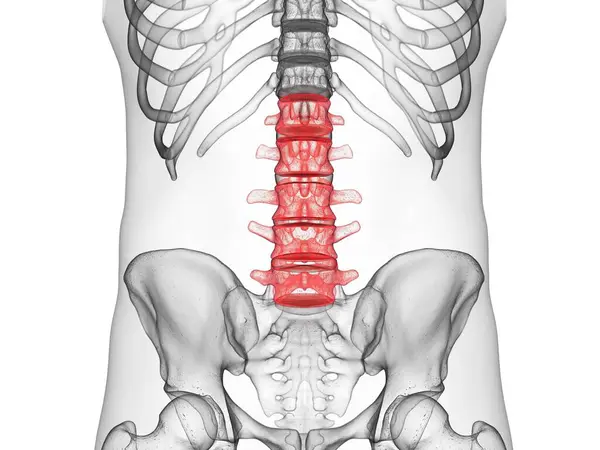 Transparent Male Silhouette Colored Lumbar Spine Computer Illustration — 스톡 사진