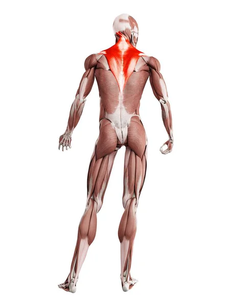 Physical Male Figure Detailed Trapezius Muscle Digital Illustration — ストック写真