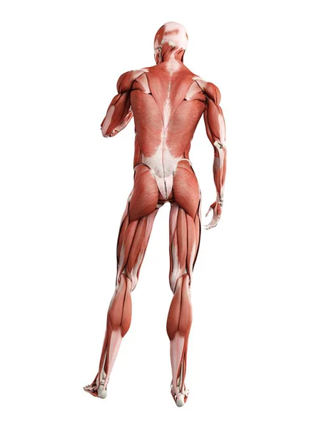 Male Musculature Full Length Rear View Digital Illustration Isolated White — Stock Photo, Image