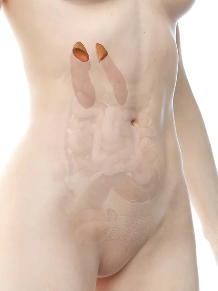 Figura Anatomica Femminile Con Ghiandole Surrenali Dettagliate Illustrazione Digitale — Foto Stock