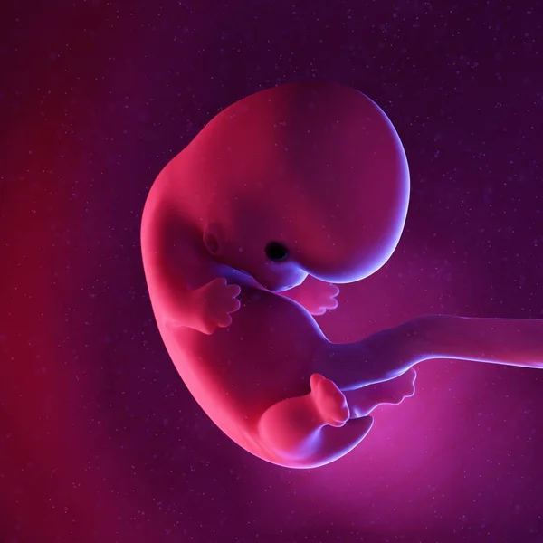 Foetus Humain Semaine Illustration Numérique Multicolore — Photo