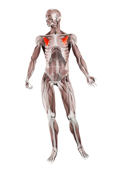 Figura Masculina Física Com Músculo Peitoral Menor Detalhado Ilustração Digital — Fotografia de Stock