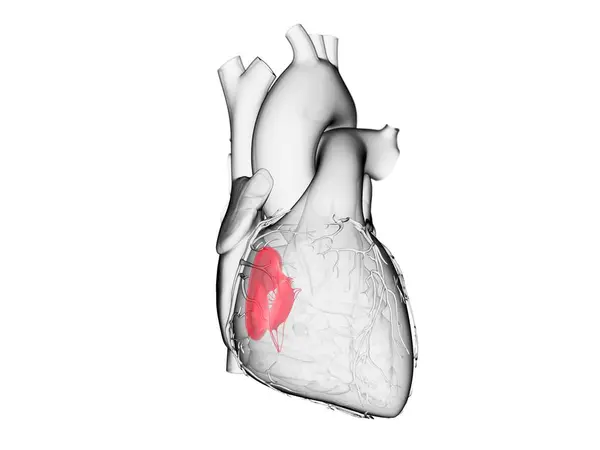 Human Heart Colored Tricuspid Valve Computer Illustration — 图库照片