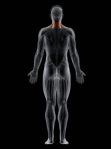 Corpo Maschile Con Visibile Colorato Scalene Muscolo Centrale Illustrazione Del — Foto Stock