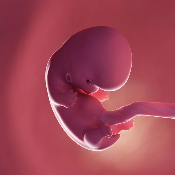 人类胎儿第8周 现实的数字图像 — 图库照片