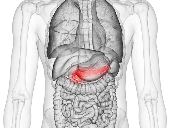 Red Colored Pancreas Male Human Body Digital Illustration — Stock Photo, Image