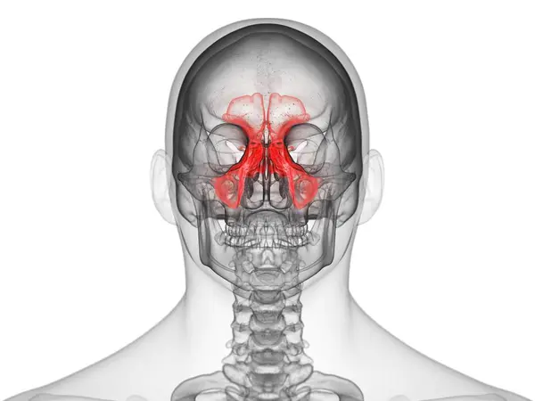 Transparent Male Silhouette Colored Sinuses Bones Front View Computer Illustration — Stock Photo, Image