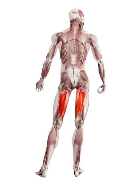 Physical Male Figure Detailed Adductor Magnus Muscle Digital Illustration — Stock Photo, Image