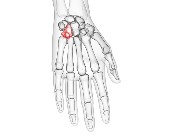 Hueso Hamate Esqueleto Del Cuerpo Humano Ilustración Por Computadora —  Fotos de Stock