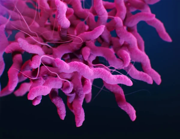 Digitale Illustratie Van Roze Campylobacter Bacteriën — Stockfoto