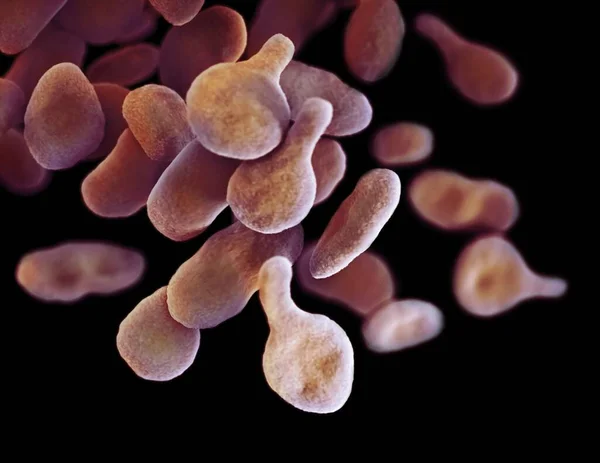 Cyfrowa Ilustracja Bakterii Mgen Mycoplasma Genitalium — Zdjęcie stockowe