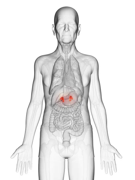 目に見えるオレンジ色の副腎を持つ透明な高齢者の体のデジタルイラスト — ストック写真