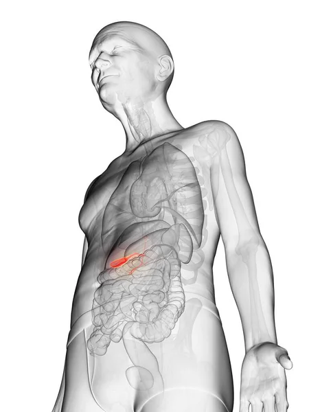 透明感のあるオレンジ色の胆嚢を持つ高齢者の体のデジタルイラスト — ストック写真